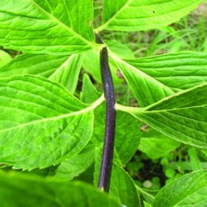 Serrated hydrangea ‘Nigra’ leaf