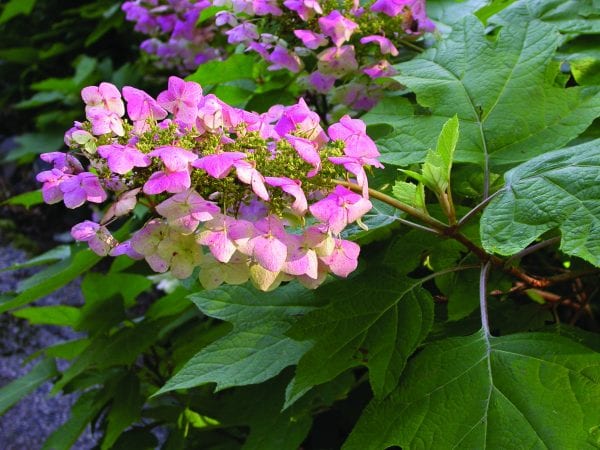 Image of Young climbing hydrangea plant with green leaves and pink buds