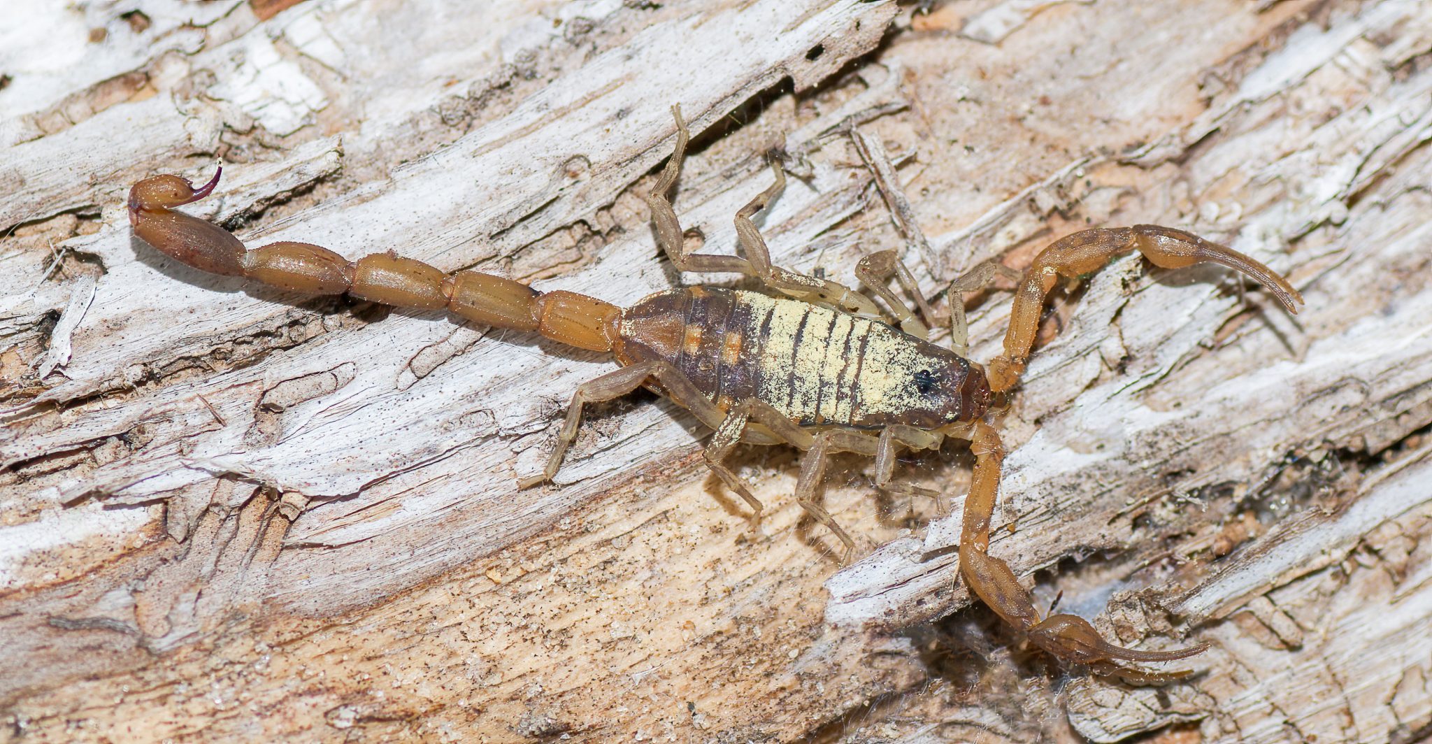 Scorpion Management in Residential Homes - Alabama Cooperative Extension  System