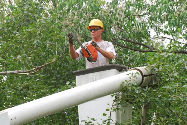 Arborist