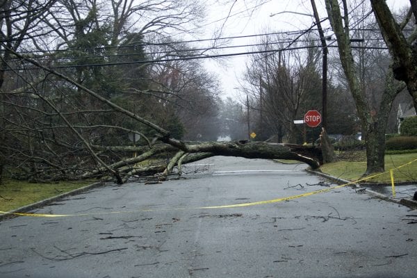 tree down in road