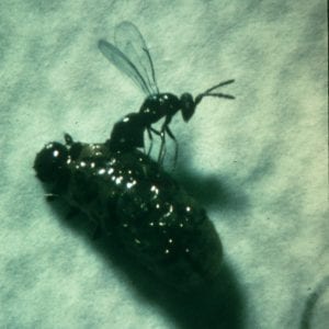Figure 6. Biological control agent attacking a cereal leaf beetle egg larva.