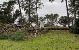Downed pine trees from Hurricane Sally