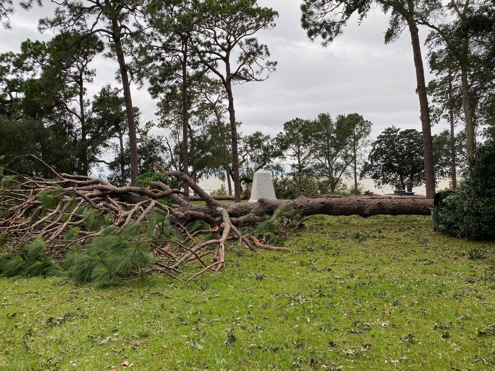Downed pine trees from Hurricane Sally