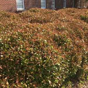 Figure 1. The effects of cold damage to Indian hawthorne shrubs.