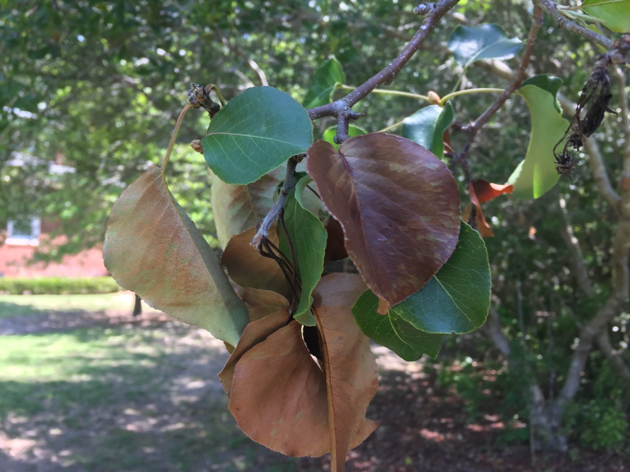 Figure 4. Scorched leaves are often an indicator of low-temperature injury.