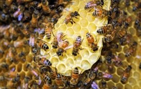 Honey Bees on Comb