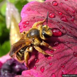Figure 8. Andrenid bees are more diverse than other bees but are rarely noticed. (Photo credit: Cheryl Moorehead, Bugwood.org)