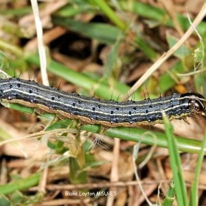 Fall armyworms are among the most common caterpillar pests of southern lawns.