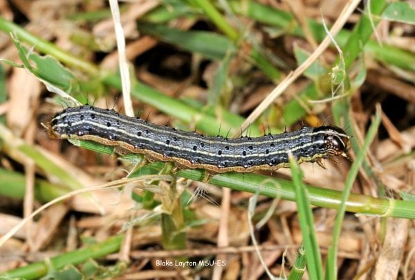 Figure 26. Fall armyworms are among the most common caterpillar pests of southern lawns.