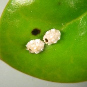Figure 11. Wasps and flies use the scale insects as food. They are obvious only when they emerge leaving one or more small holes in the scale cover.