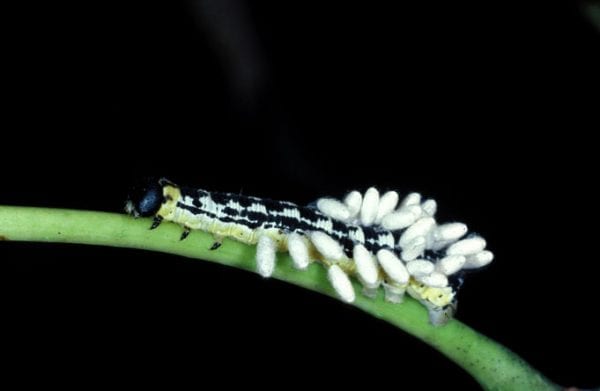 Figure 17. Outward indication of parasitoids developing inside caterpillars. (Photo credit: Lacy L. Hyche, Auburn University, Bugwood.org)