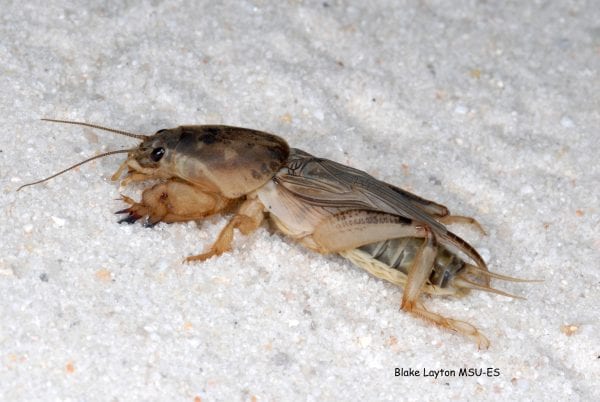 Figure 24. Mole crickets tunnel in the ground and feed on plant parts and other insects. As they tunnel underground, they make small mounds and tunnels just below the surface.
