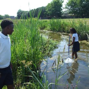 Two students are in a small stream using a net to collect specimen.