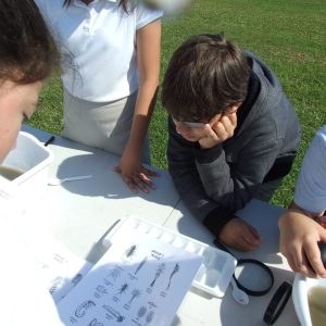 Participants look over a bug identification chart to identify specimen they collected.