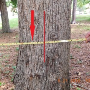 Example of out tree. Here, we see that the 37.2-foot plot diameter limit (represented by the red arrow) does not reach the midpoint of the main stem of this tree (represented by the red line). This tree is considered to be out and is not recorded.