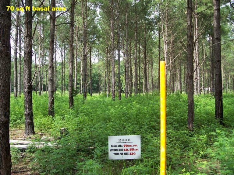 Thinning Loblolly Pine Stands To Benefit Wildlife & Timber Production