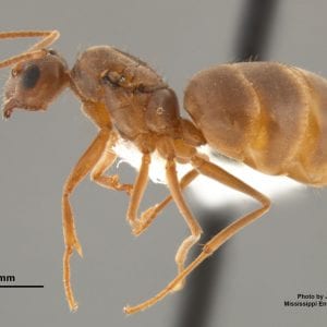 Figure 3. Tawny crazy ant queen, Nylanderia fulva (Mayr). Photo courtesy of Joe MacGown, Mississippi State University.