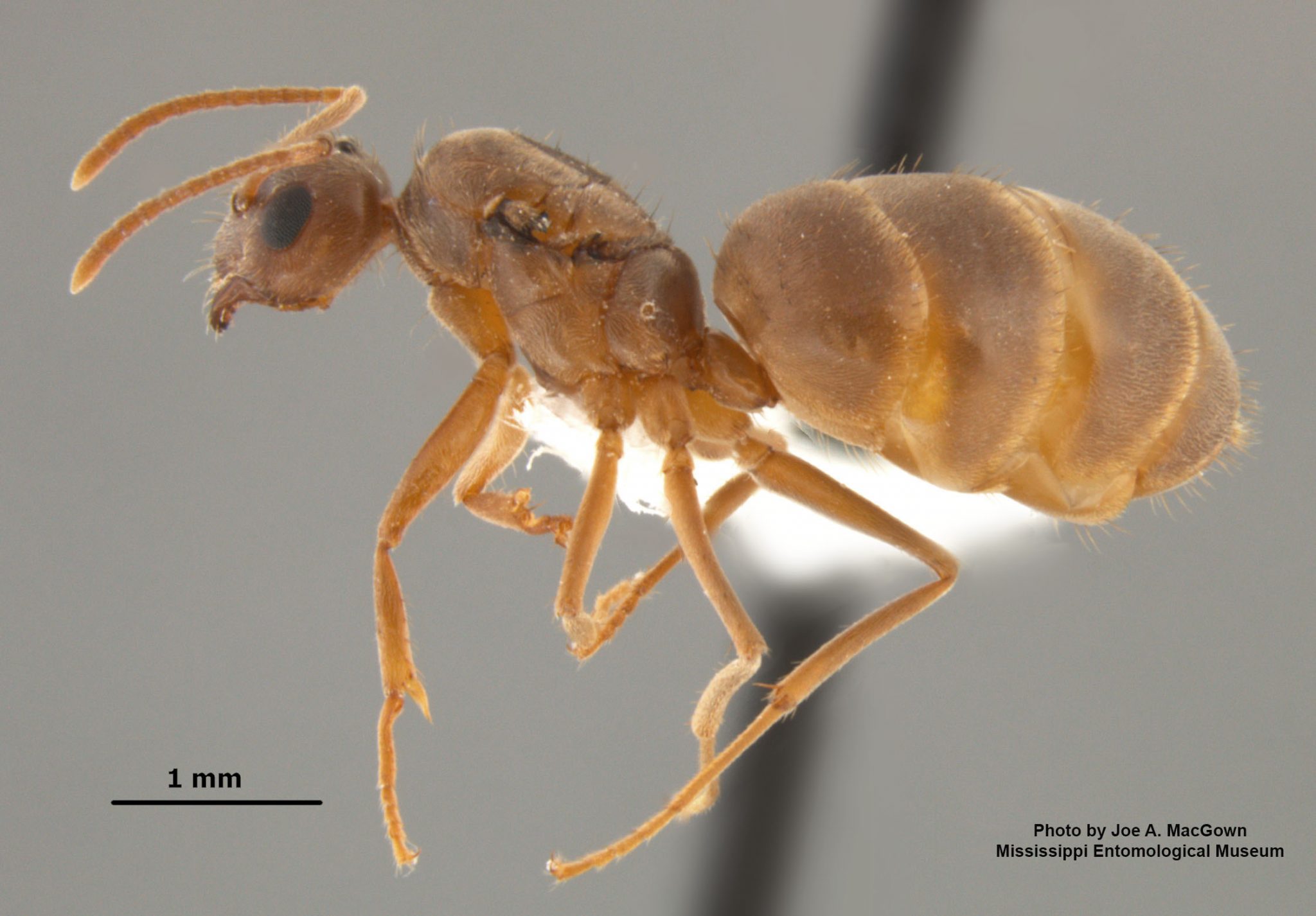 Figure 3. Tawny crazy ant queen, Nylanderia fulva (Mayr). Photo courtesy of Joe MacGown, Mississippi State University.