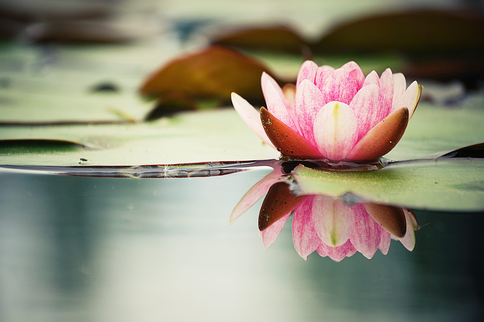 Pink water lily reflected on clear water.