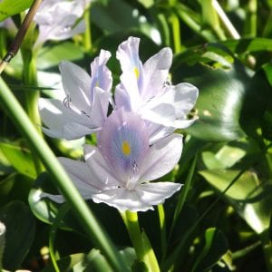 Aquatic Plants For Ornamental Garden Pools Alabama Cooperative Extension System