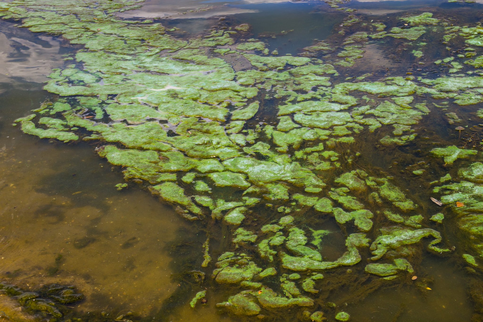 Green algae in the water surface