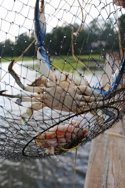 Blue Crab Caught in Wire Mesh Fishing Basket
