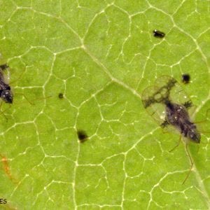 Figure 12. Lace bugs live on the underside of plant leaves and feed through small openings in the leaves.