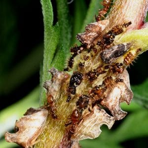 Figure 5. Tawny crazy ants tending honey dew producers. Photo courtesy of Joe MacGown, Mississippi State University, Bugwood.org