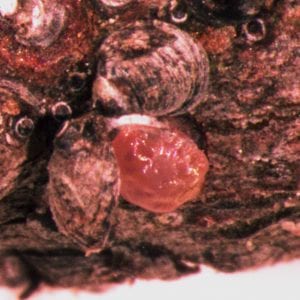 Figure 10. Living scale insects look full and rounded under a waxy coat. Others will just squash when you try to uncover them.