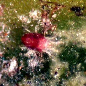 Figure 18. Tiny spider mites attack ornamental plants and are difficult to control.