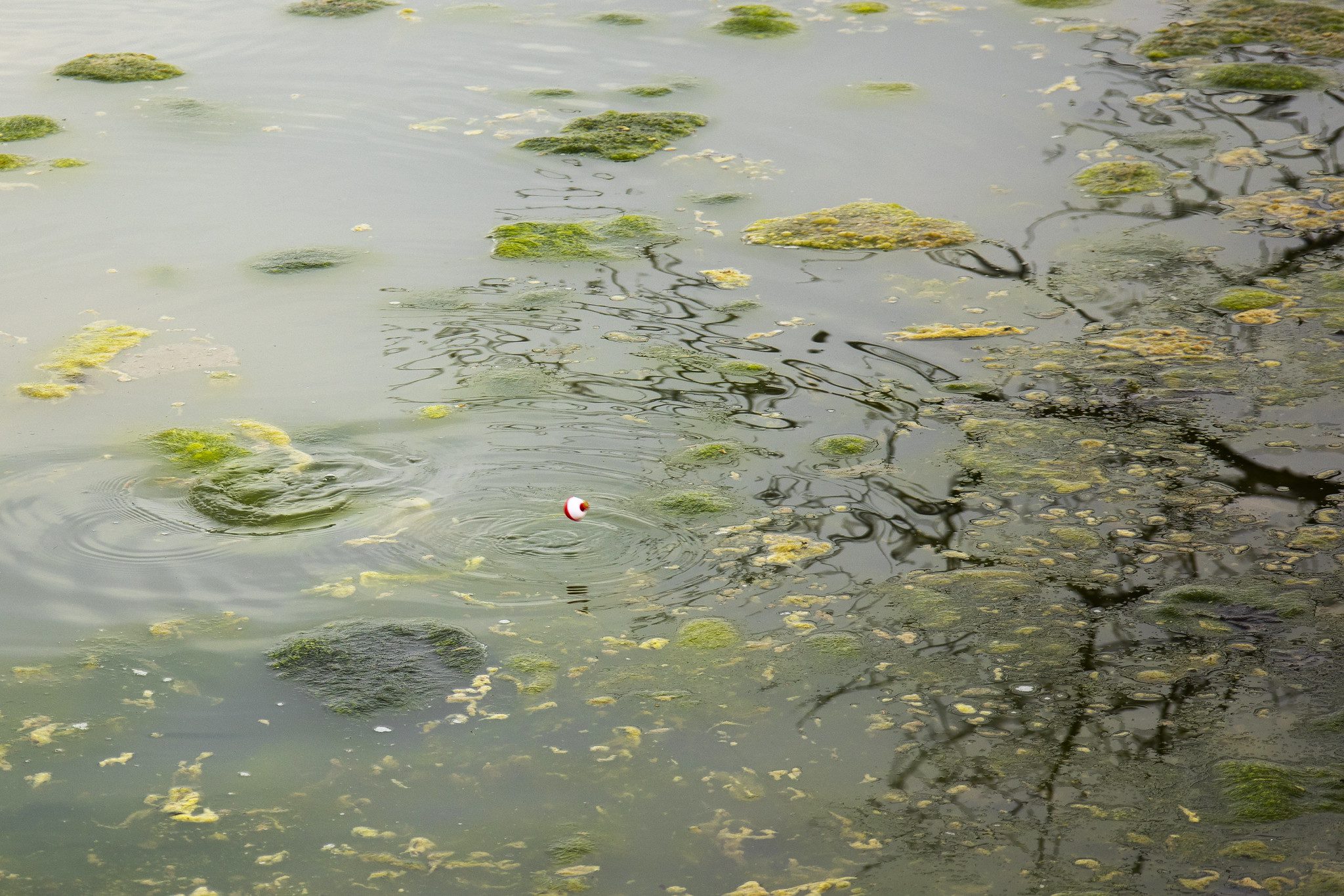 Spring Algae Bloom on Pond