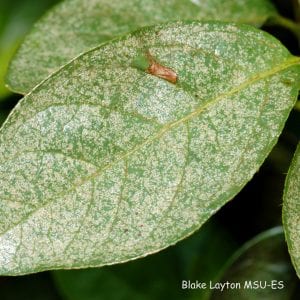 Figure 13. Most lace bugs remove sap from plant cells leaving the leaves looking stippled or scorched.