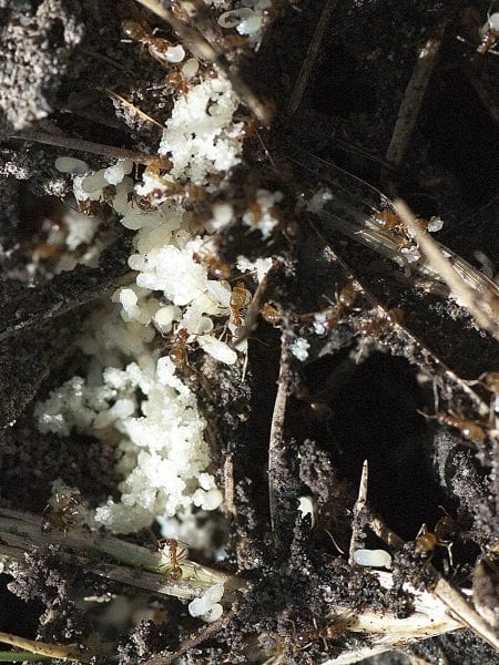 Figure 7. Tawny crazy ant brood and workers in a nest