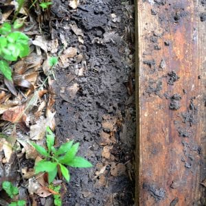 Figure 4. Tawny crazy ant nest under a board in a yard