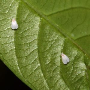 Figure 2. Like aphids, whiteflies fee on plant sap and are typically found on the underside of plant leaves.