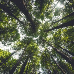 Background of dark green tops of giant foliage trees from bottom view in a forest.