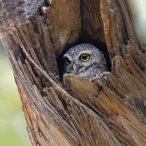 Spotted owlet in tree hollow