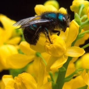 Figure 10. Mason bees are also known as the genus Osmia. They are important native pollinators. (Photo credit: Jack Dykinga, USDA ARS, Bugwood.org)