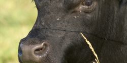 A black angus bull with flies on its face.