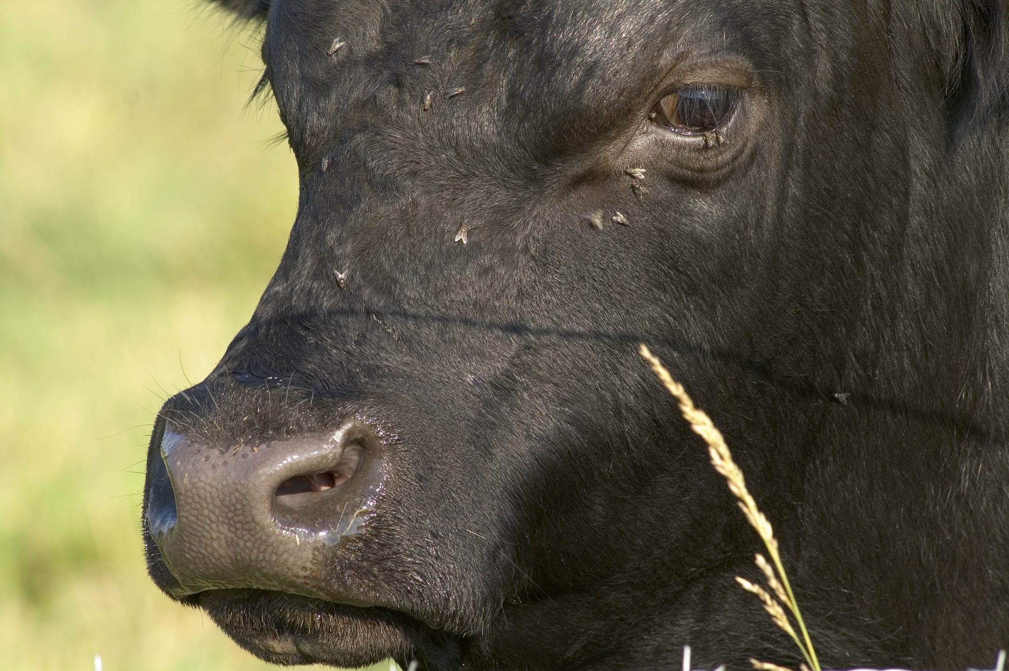 A black angus bull with flies on its face.
