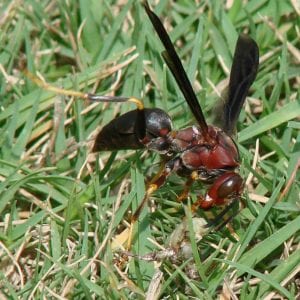 Figure 4. Wasps are beneficial insects also seen on flowers. They lack hairs on their bodies, which makes them ineffective as pollinators. (Photo credit: C. Abraham)