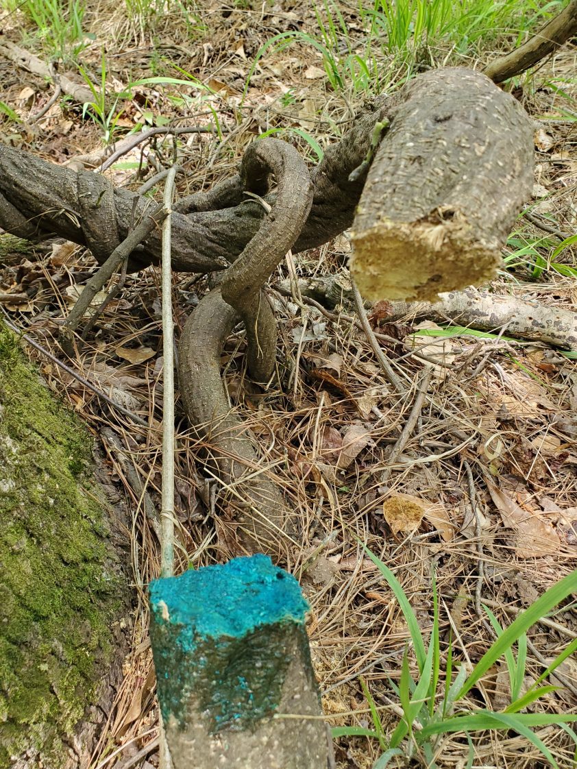 Figure 6. Kudzu vine treated with a cut stump application of glyphosate.