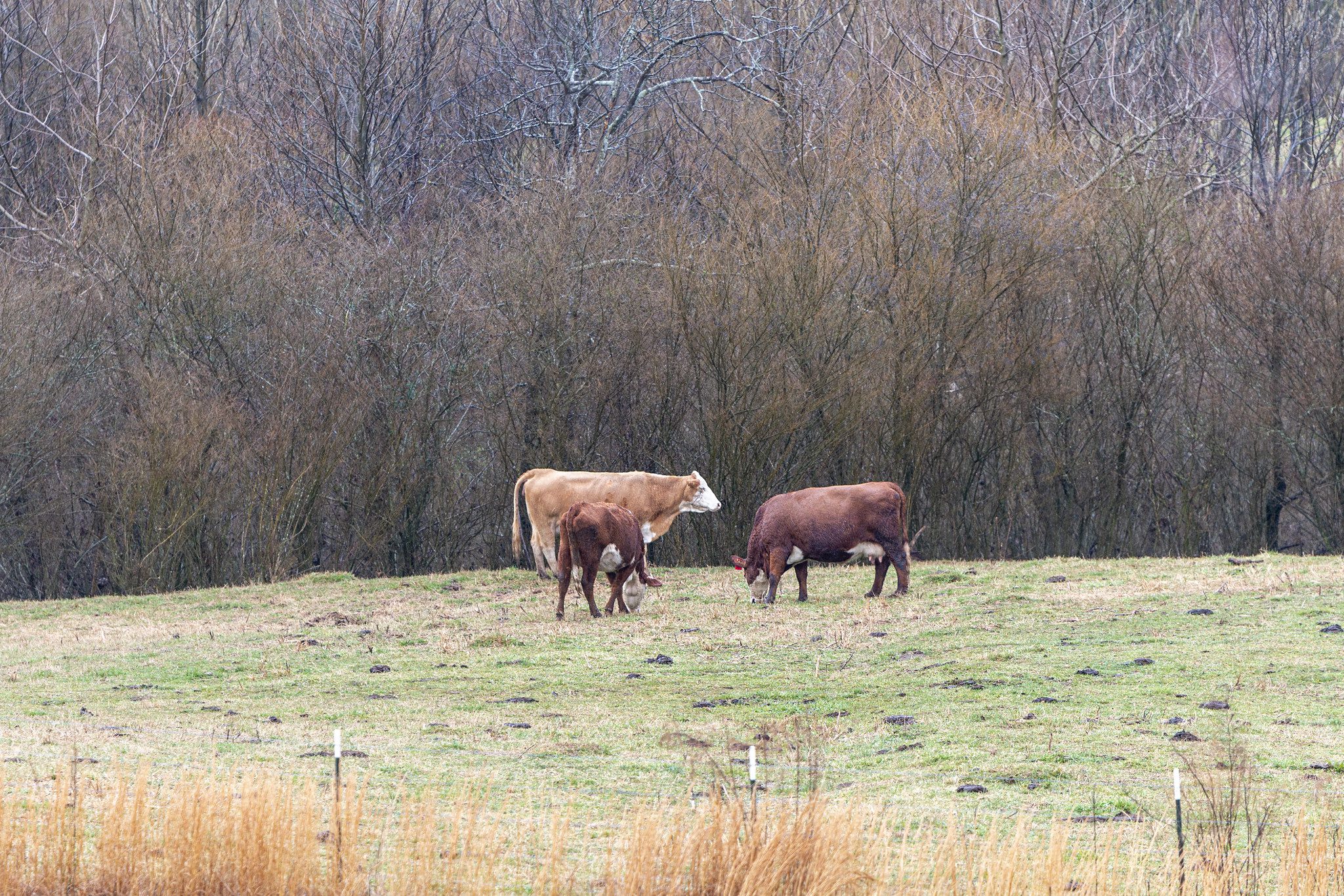 Commercial cattle in a pasture