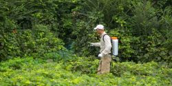 Figure 5. Spraying kudzu with a backpack sprayer is an effective application method for kudzu growing along the ground.