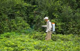 Figure 5. Spraying kudzu with a backpack sprayer is an effective application method for kudzu growing along the ground.
