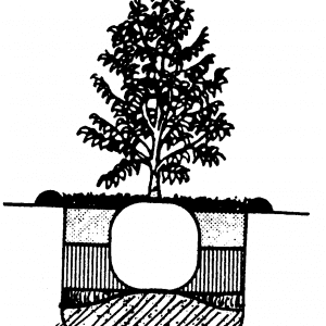 Figure 2. Backfill the hole with soil to a level about halfway to the top of the root ball. Water thoroughly, fill the remainder of the hole, water again, and add mulch.
