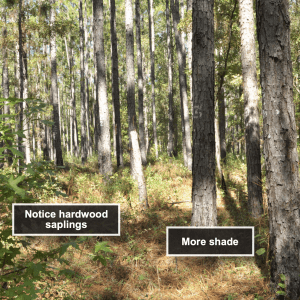 Figure 1. Longleaf pine stand burned every 2 years in the dormant season.