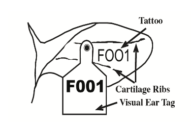 Figure 1. Cattle ear tag and tattoo diagram