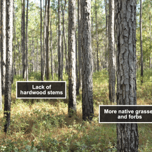 Figure 2. Longleaf pine stand burned every 2 years in the growing season.